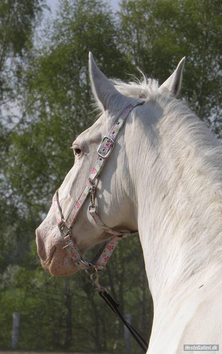 Knabstrupper Coco's J'aime La Vie MIN - Du er perfekt<333 billede 8