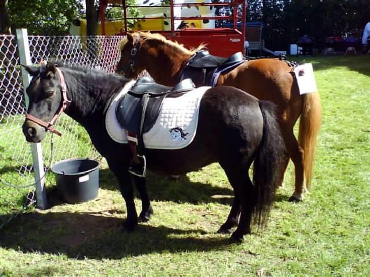 Shetlænder Mini billede 9