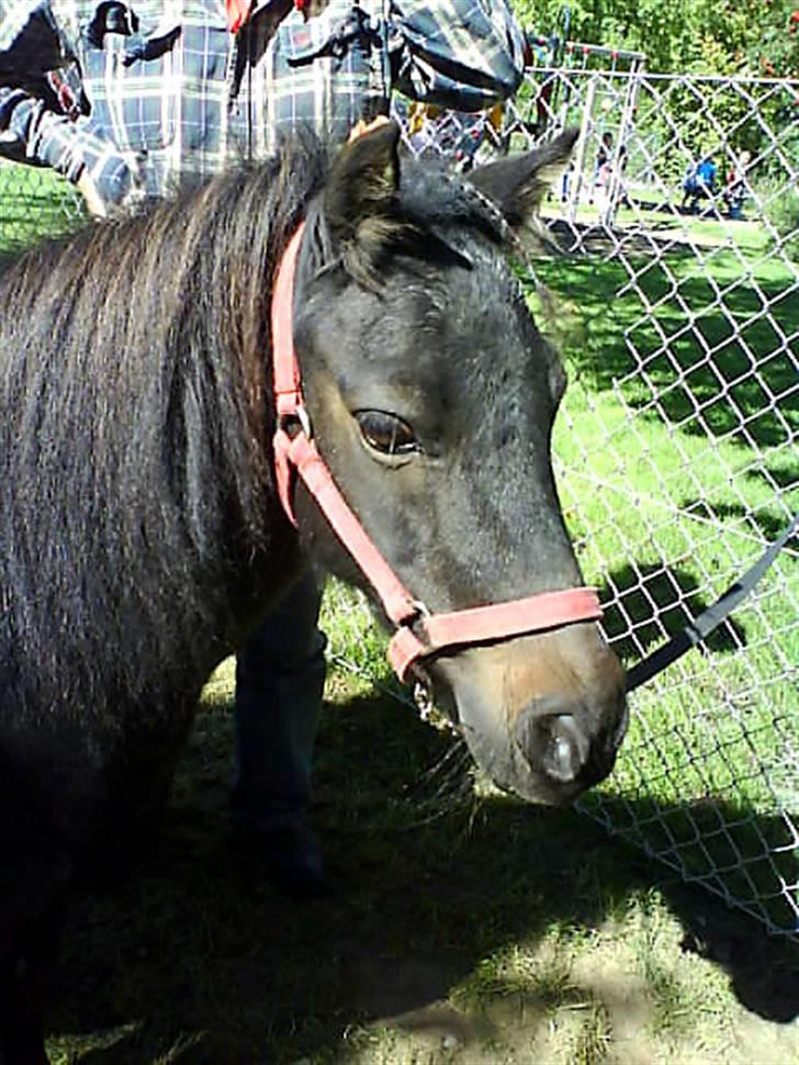 Shetlænder Mini billede 11