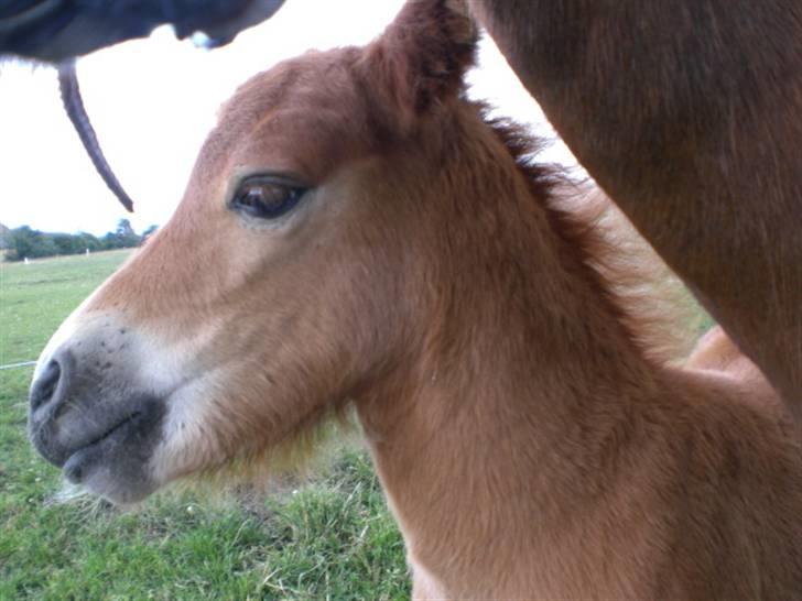 Shetlænder Charlie  - .iloveyou, bebé!<3 billede 2