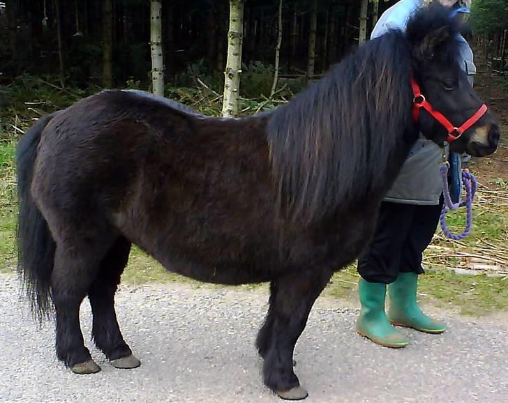 Shetlænder Mini billede 12