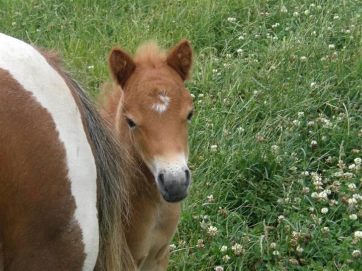 Shetlænder Charlie  - .goddag, jeg er lidt genert d:  billede 3