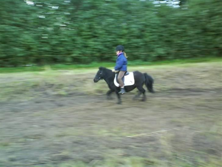 Shetlænder Mini billede 13