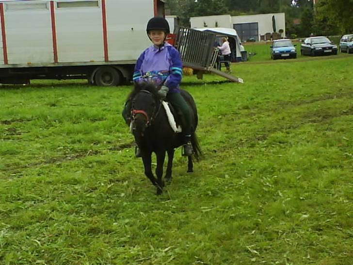 Shetlænder Mini billede 14