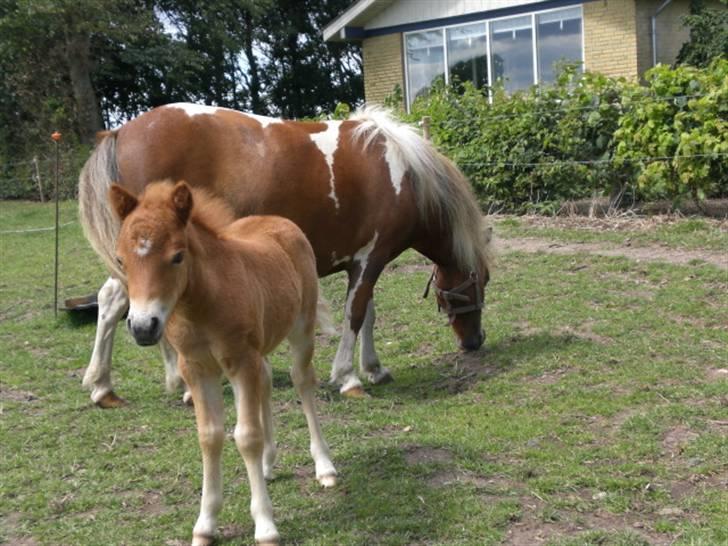 Shetlænder Charlie  - .billed smuk hingst! (; billede 4