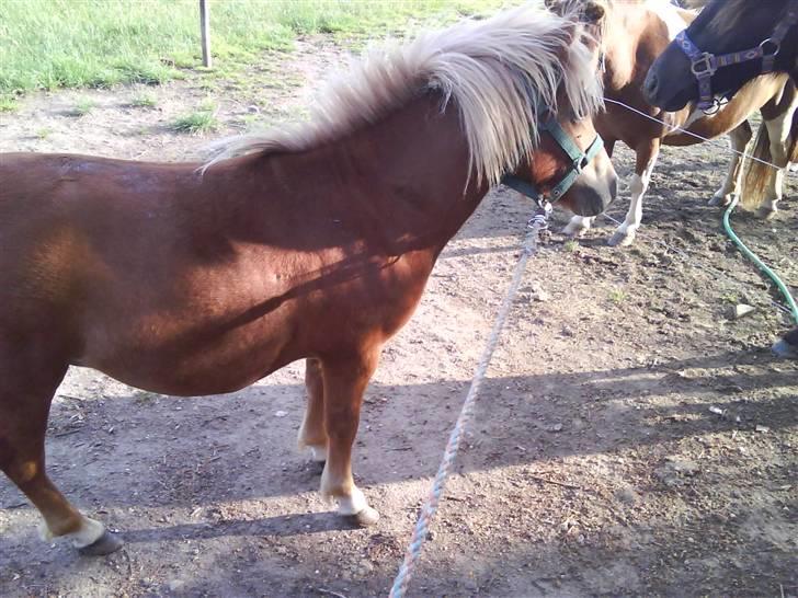 Shetlænder Charlie  - - en anden hingst; goddag Hr. hingst! xD billede 5
