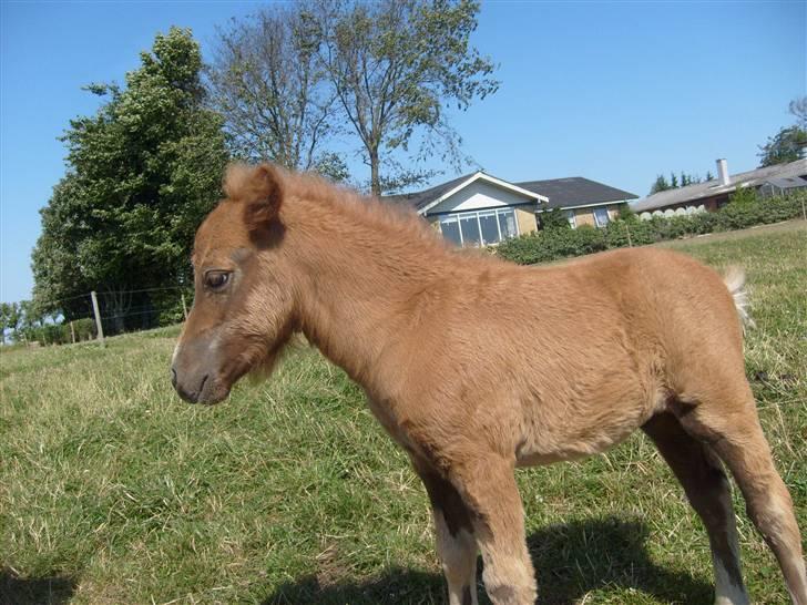 Shetlænder Charlie  - .ny pels! d: billede 6