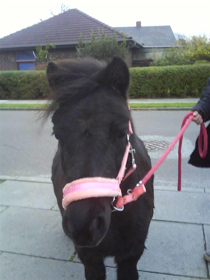 Shetlænder PIPPI - Her er jeg med min nye grime billede 11