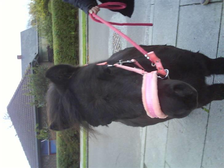 Shetlænder PIPPI - Pippi billede 12