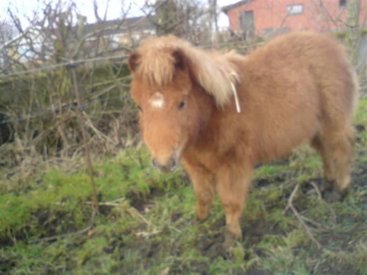 Shetlænder Charlie  - OMG! han er blevet stor! x) billede 7