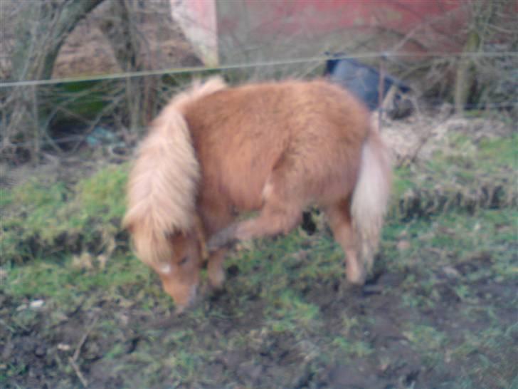 Shetlænder Charlie  - det klør i; billede 8