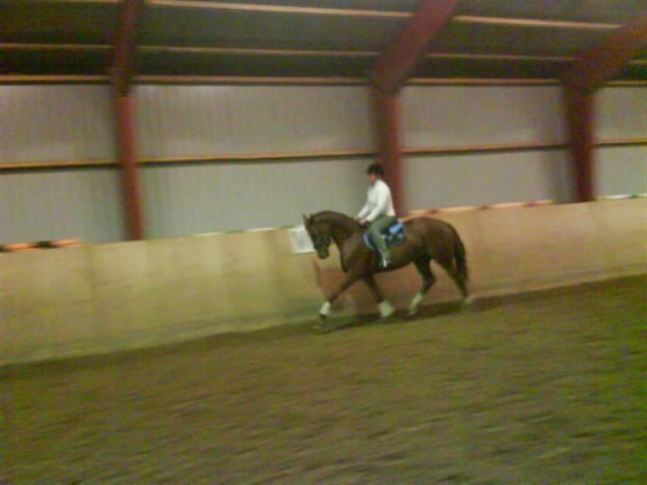 Hannoveraner wunder mädchen billede 1