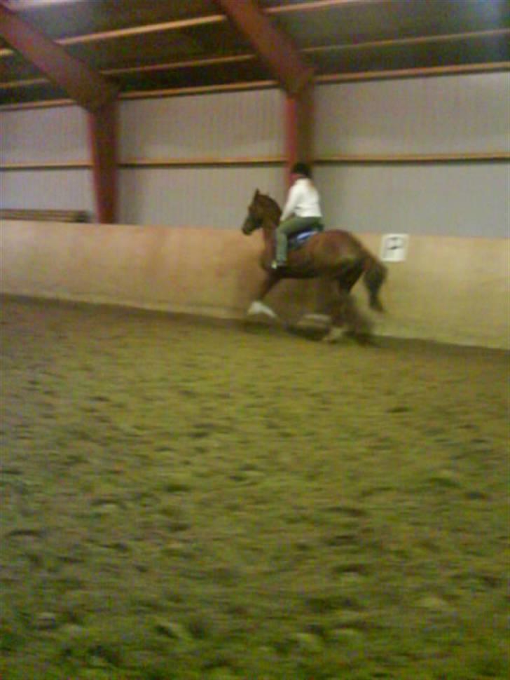 Hannoveraner wunder mädchen billede 2