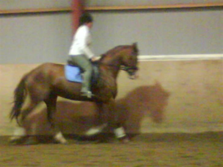 Hannoveraner wunder mädchen billede 3