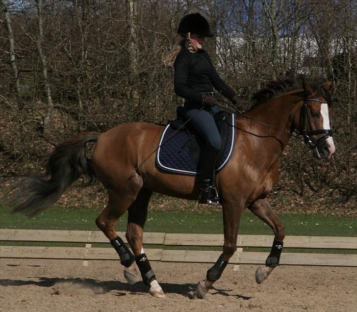 New Forest Domino SOLGT - Træning (Forår 2010) | Foto: Maibritt billede 15