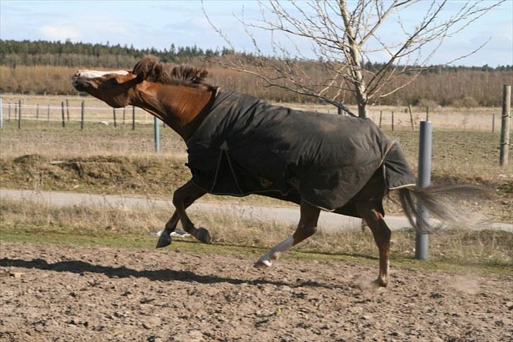 New Forest Domino SOLGT - Min lille vildbasse :-* (Forår 2010) | Foto: Maibritt billede 16