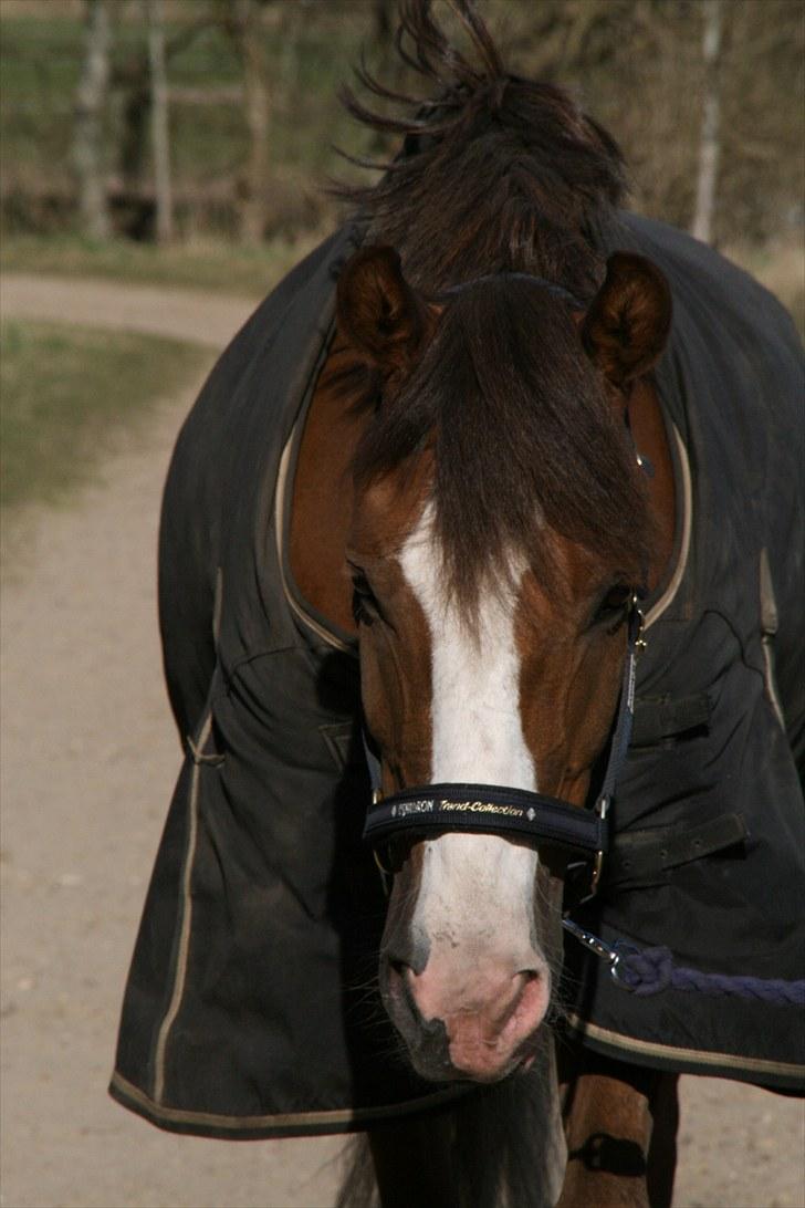 New Forest Domino SOLGT - Smuuukke :-* (Forår 2010) | Foto: Maibritt billede 17