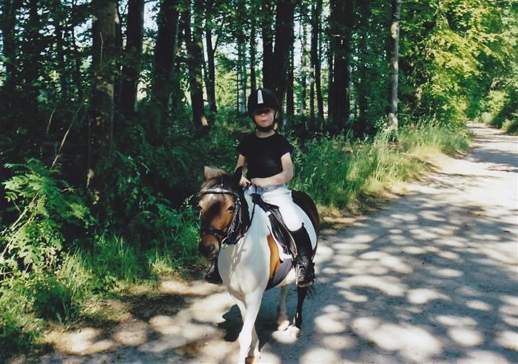 Pinto Tilde billede 16