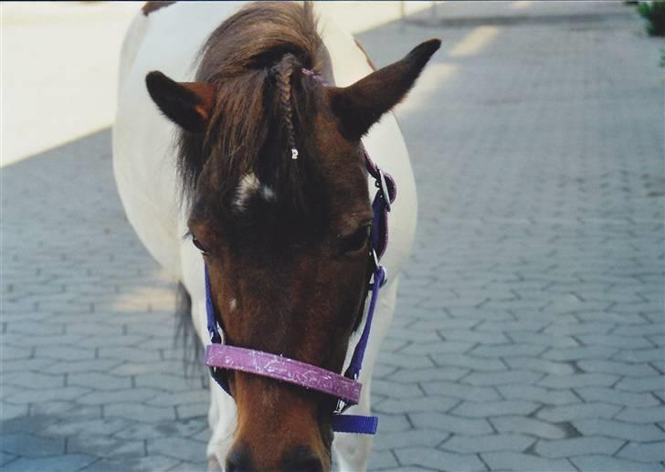 Pinto Tilde billede 17