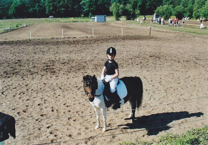 Pinto Tilde billede 18