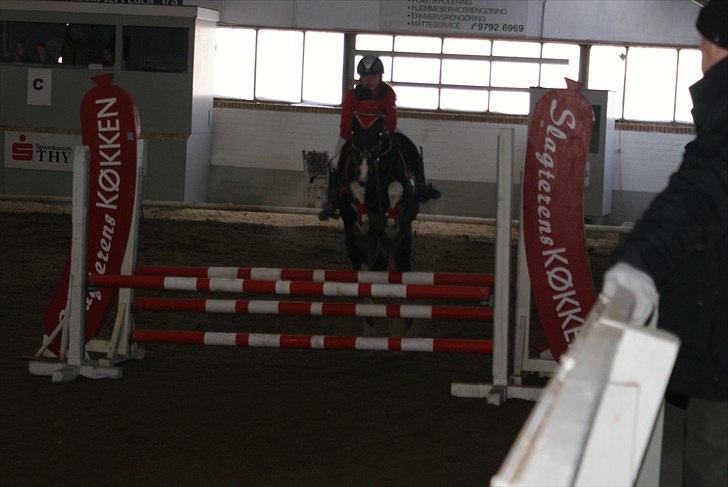 Pinto Faithful´s Xanadu - Xanadu -Lc 2.plads. billede 10