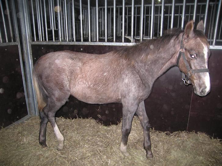 Dansk Varmblod Saxo Special - saxo 7 mdr billede 9