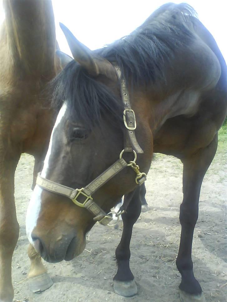 Dansk Varmblod Corvette billede 1