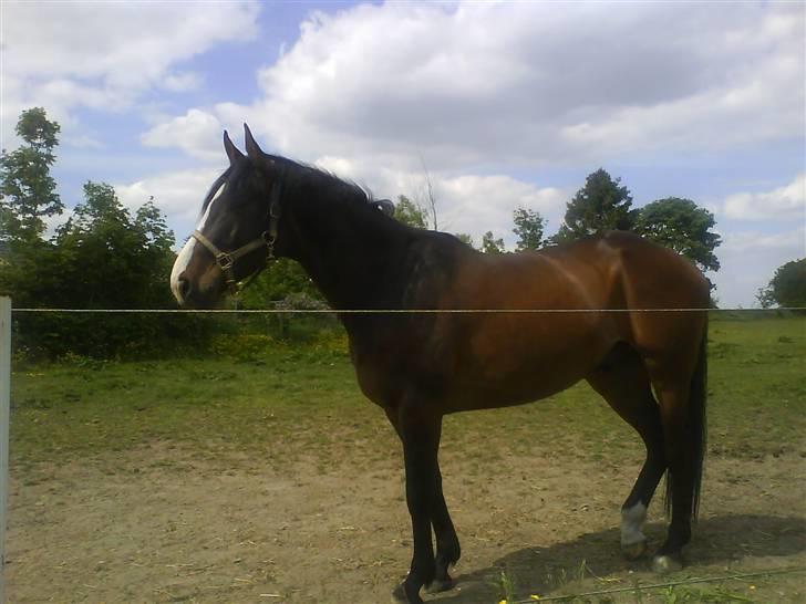 Dansk Varmblod Corvette billede 2