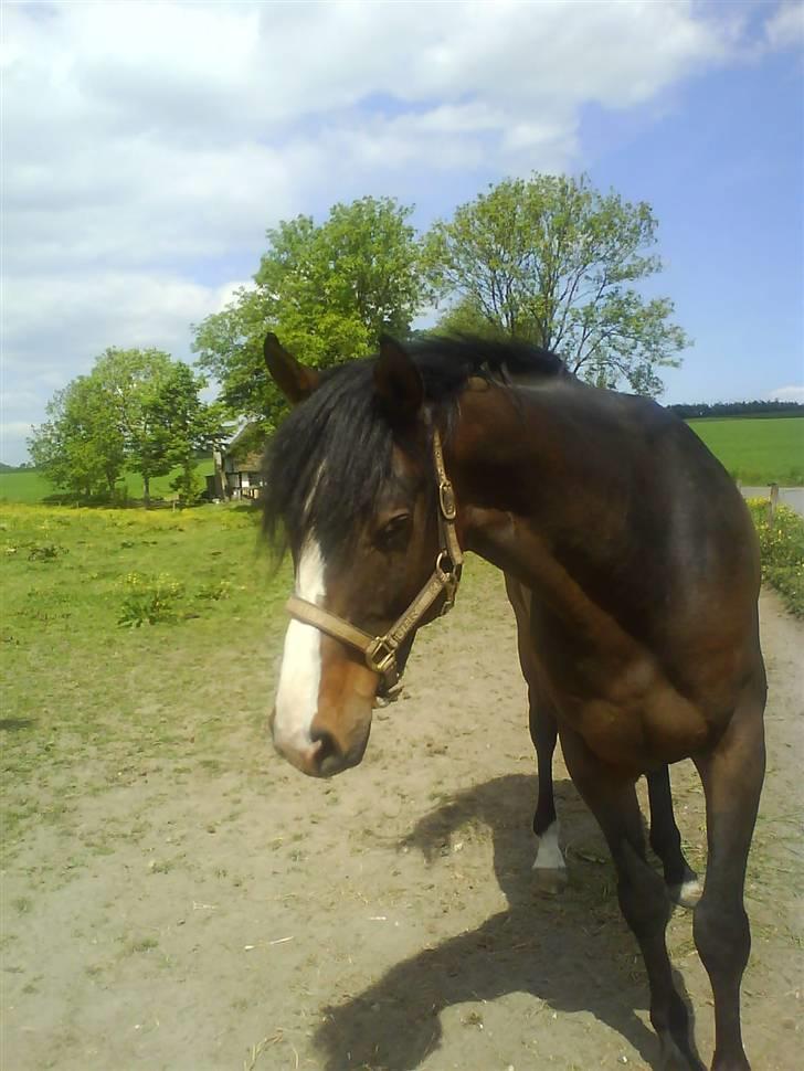 Dansk Varmblod Corvette billede 3