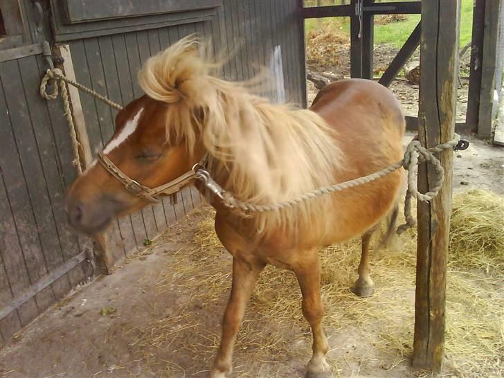 Shetlænder Batman :b *GP* <3 billede 5