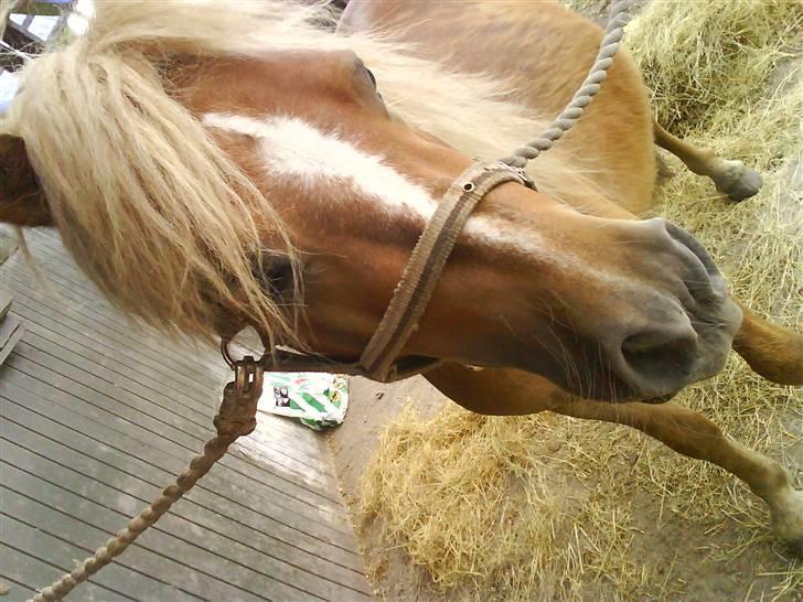 Shetlænder Batman :b *GP* <3 billede 6