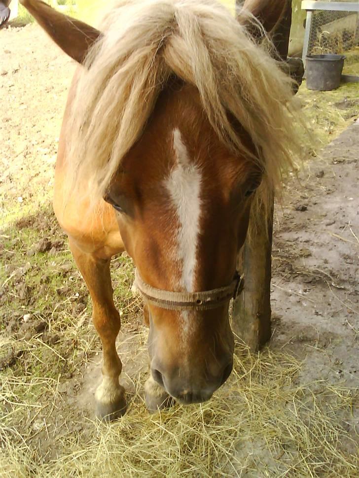 Shetlænder Batman :b *GP* <3 billede 7