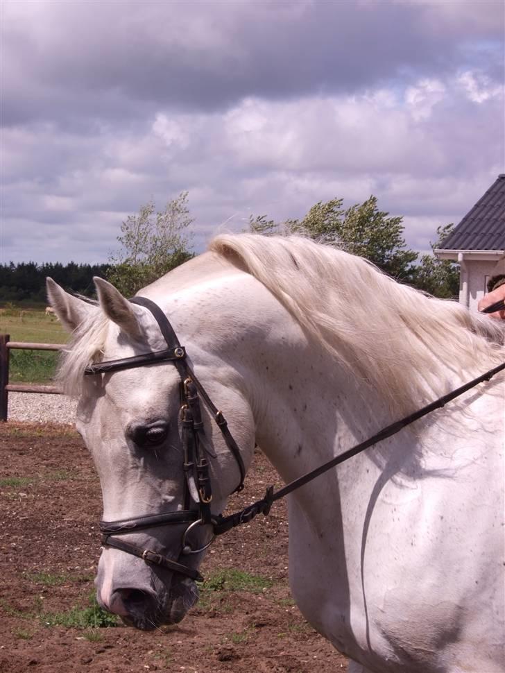 Arabisk fuldblod (OX) Gual Sadam billede 10