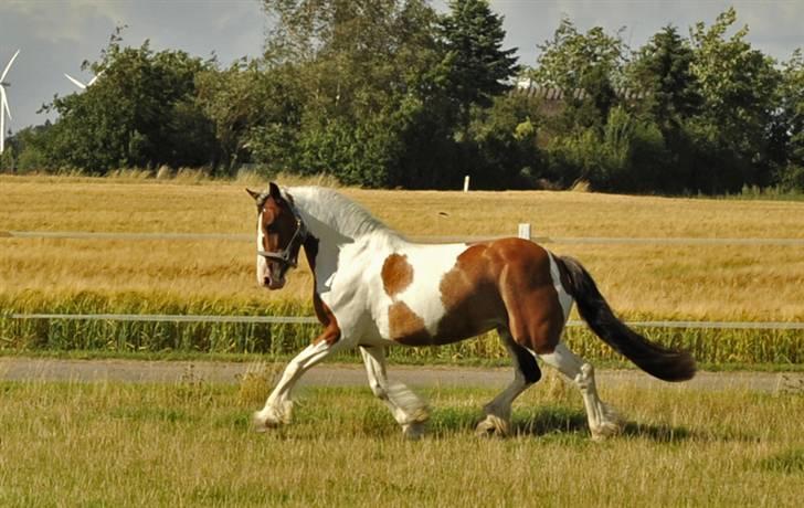 Irish Cob Lady Lasarfhiona - Sommer 2008 billede 2