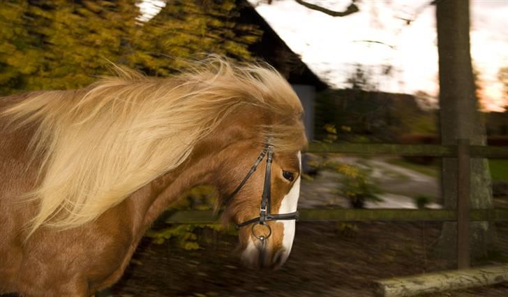 Irish Cob Flora  May´s Kenya - Kenya in action nov 2008 billede 3