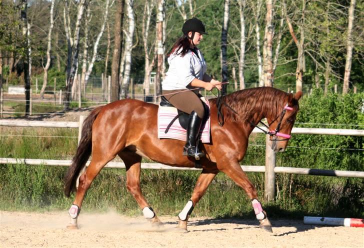 Anden særlig race Cassiopeia [ Solgt ] - NYT! Opvarmning til springning, sidste gang inden sommerferie :D Længe leve springsadler XDD Foto: Sonja Strib billede 18