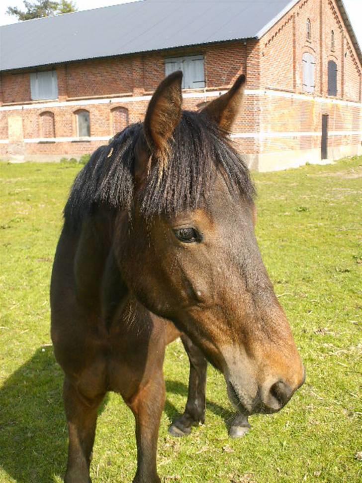 Anden særlig race Viktor billede 3