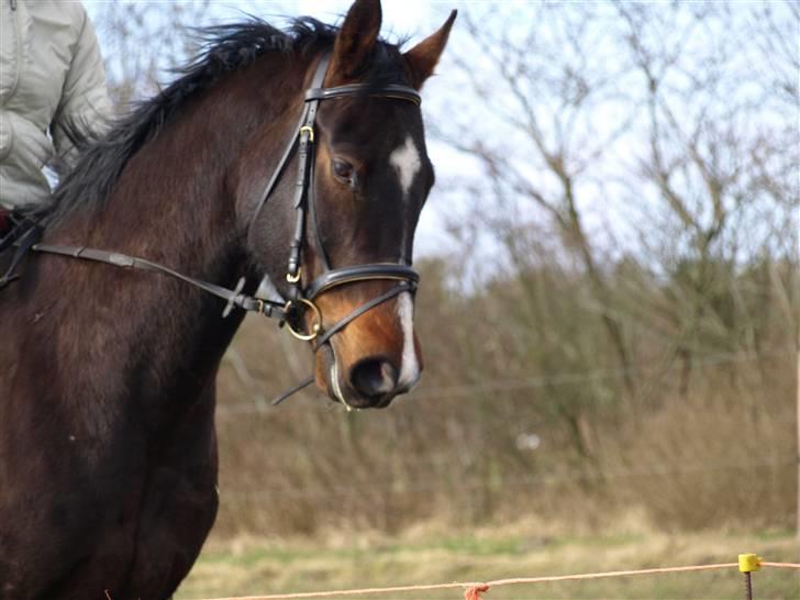 Dansk Varmblod  Loke *Solgt* billede 18