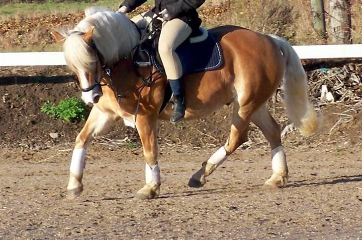 Haflinger Lucky - foto: far *NYT* den 17 november 2008 billede 16