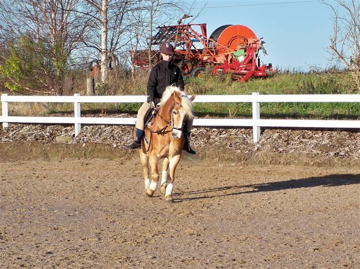 Haflinger Lucky - foto: far *NYT* den 17 november 2008 billede 17