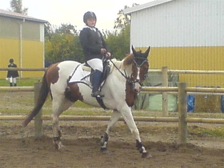 Anden særlig race Silver  billede 2