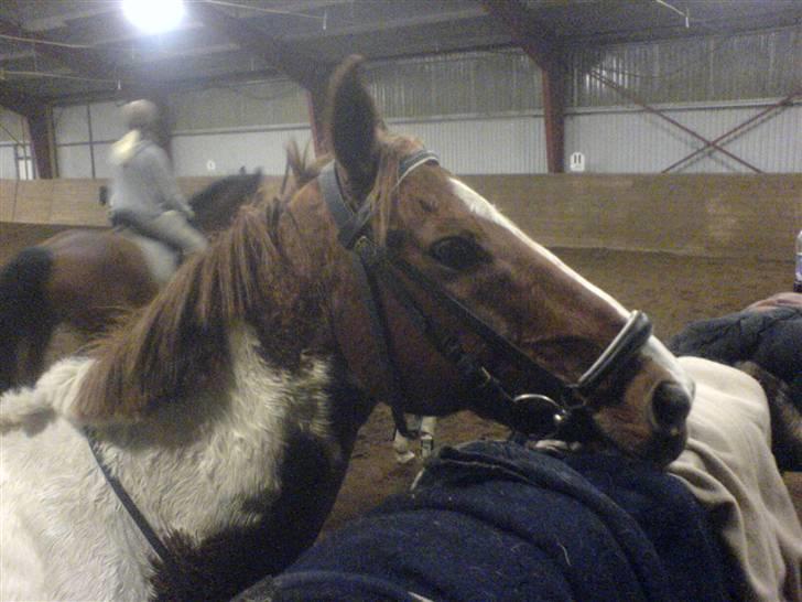 Anden særlig race Silver  billede 3