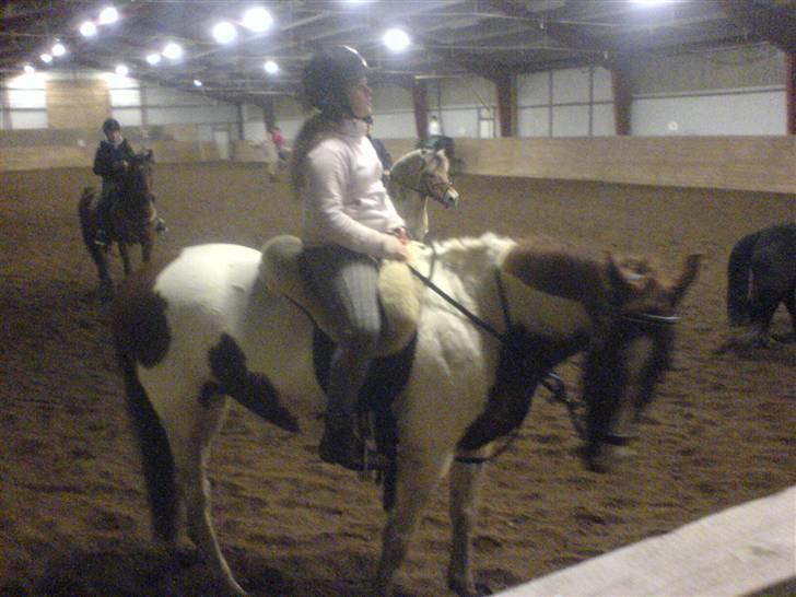 Anden særlig race Silver  billede 4