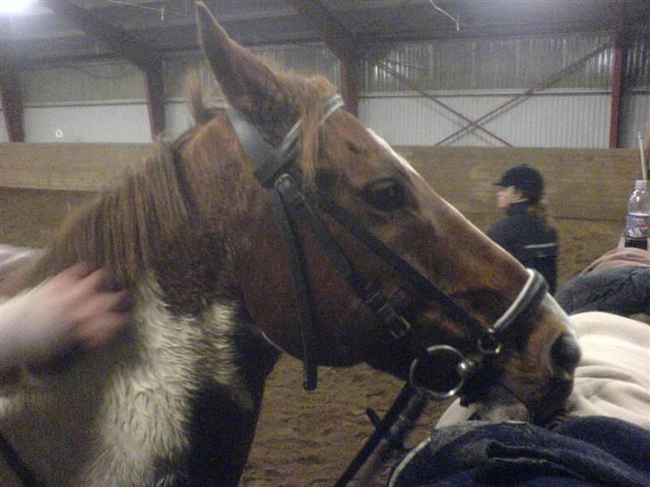 Anden særlig race Silver  billede 5