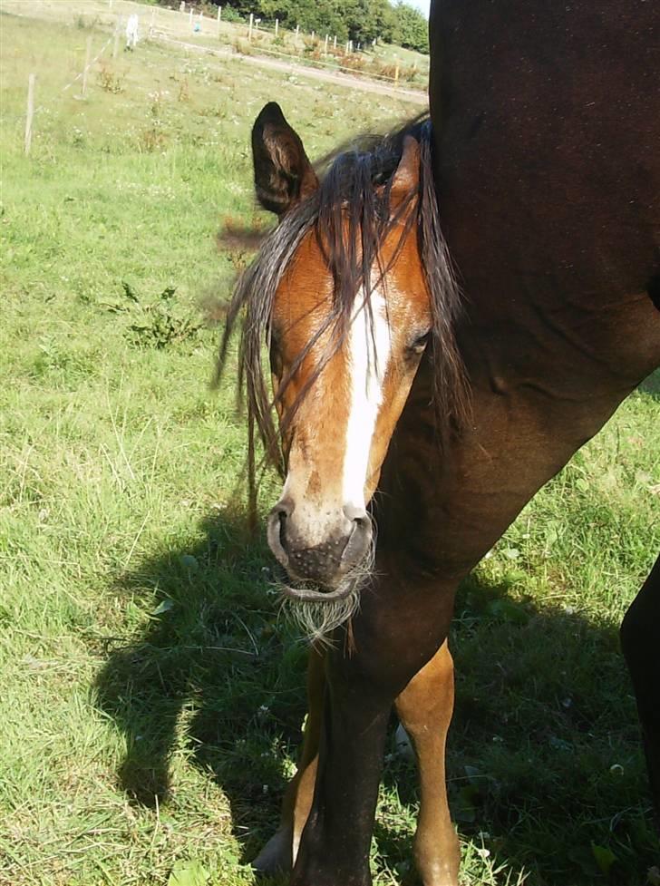 Dansk Varmblod Perfect Hour - Hej :) Velkommen til min profil. Jeg hedder Perfect Hour, men min familie kalder mig Ruddi. På det her billede er jeg 8 dage gammel, men allerede ret klog, for jeg fandt hurtigt ud at at mors hale er god mod fluer :) billede 1