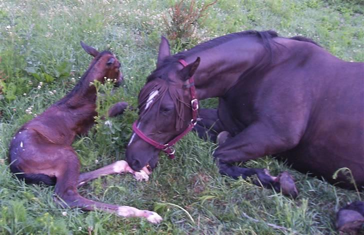 Dansk Varmblod Perfect Hour - Her er jeg helt nyfødt billede 2