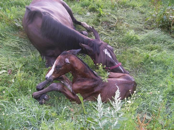 Dansk Varmblod Perfect Hour - her er jeg også helt nyfødt billede 3