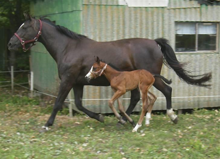 Dansk Varmblod Perfect Hour - Her er jeg 2 dage gammel, og mor har lært mig at jeg skal holde mig helt tæt ved hende når vi løber.. billede 4