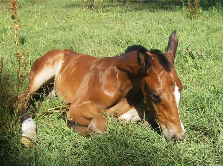 Dansk Varmblod Perfect Hour - 8 dage gammel...jeg hviler mig lige lidt... billede 5