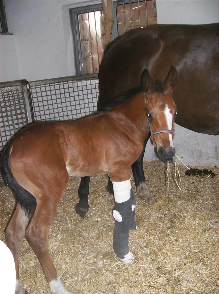 Dansk Varmblod Perfect Hour - 17 dage gammel..mig og min mor måtte på sygehuset, for de sagde mine ben var alt for skæve og det er ikk så godt... billede 6
